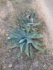 Agave americana