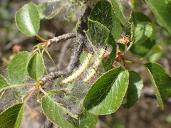 Yponomeuta mahalebella