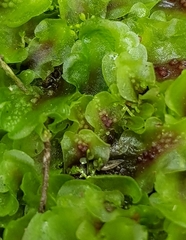 Pellia neesiana
