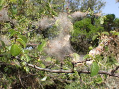 Yponomeuta mahalebella