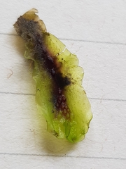 Pellia neesiana