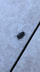 Dorcus parallelipipedus