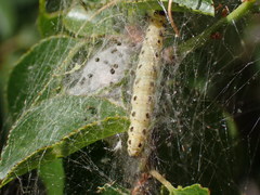 Yponomeuta mahalebella