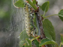 Yponomeuta mahalebella