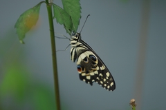 Papilio demodocus demodocus