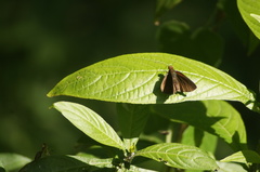 Miltomiges cinnamomea