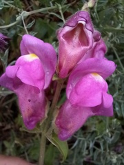 Antirrhinum majus