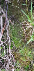Pellia neesiana