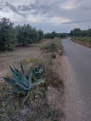 Agave americana
