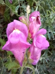 Antirrhinum majus
