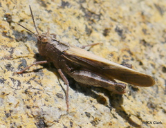 Chimarocephala pacifica