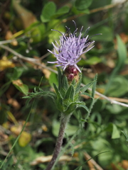 Carthamus mitissimus
