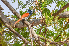 Terpsiphone viridis plumbeiceps