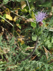 Carthamus mitissimus