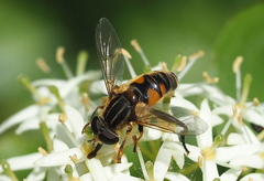 Mesembrius peregrinus