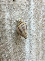 Drymaeus interpunctus