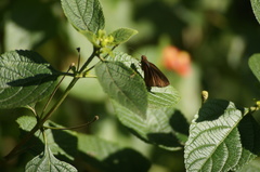 Miltomiges cinnamomea