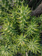 Austrocylindropuntia subulata
