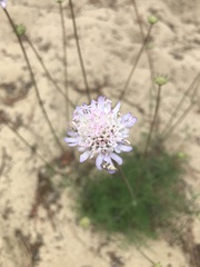 Pycnocomon intermedium