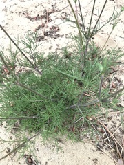 Pycnocomon intermedium