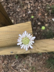 Pycnocomon intermedium