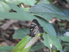 Euripus nyctelius
