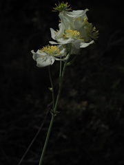 Thalictrum tuberosum