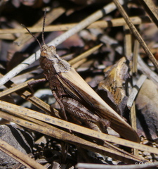 Chimarocephala pacifica