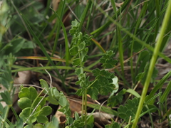 Thalictrum tuberosum