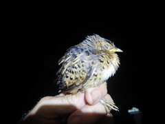 Turnix maculosus melanotus