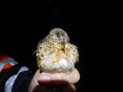 Turnix maculosus melanotus