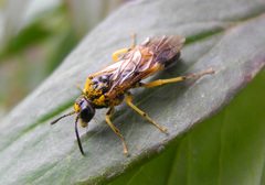 Tenthredo talyshensis