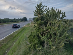 Austrocylindropuntia subulata