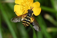 Chrysotoxum intermedium