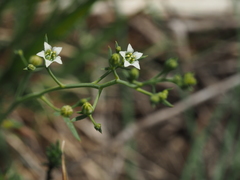 Thesium divaricatum
