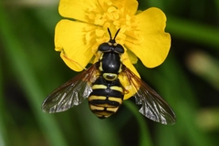 Chrysotoxum intermedium