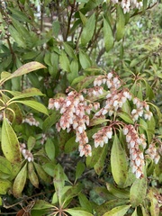 Pieris japonica