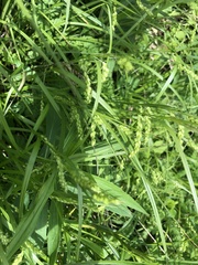 Carex davisii