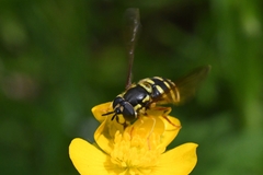 Chrysotoxum intermedium