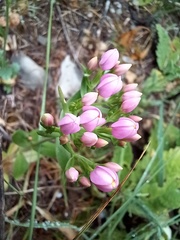 Centaurium