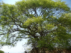 Conzattia multiflora