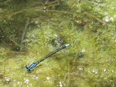 Enallagma geminatum