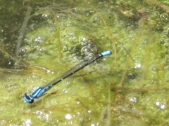 Enallagma geminatum