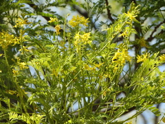 Conzattia multiflora