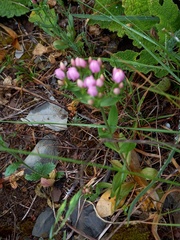 Centaurium
