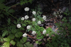 Ligusticum apiifolium
