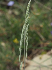 Festuca marginata