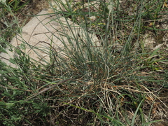 Festuca marginata