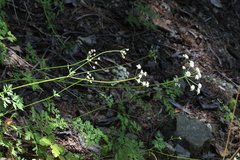 Ligusticum apiifolium