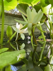 Nymphaea alba